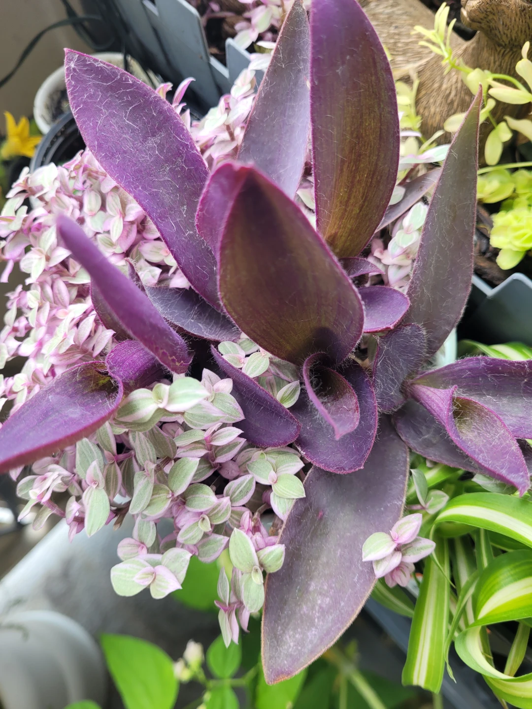 Purple Heart and Tradescantia Plant in Pot - photo 2