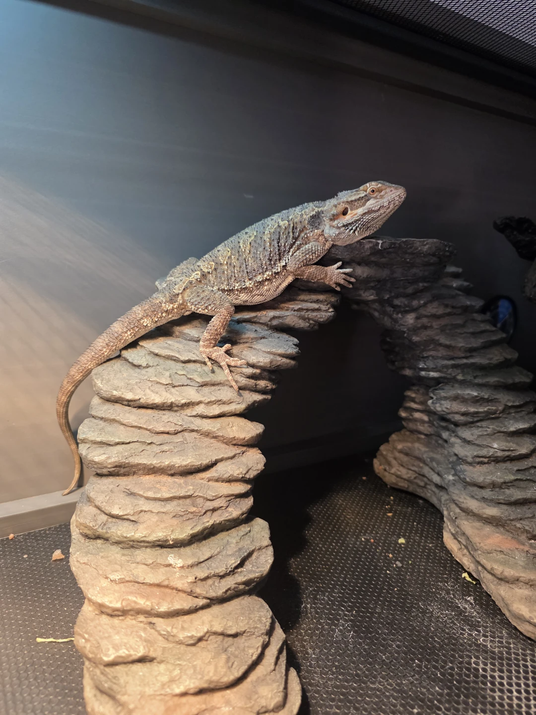 Bearded Dragon and Terrarium Setup - photo 3