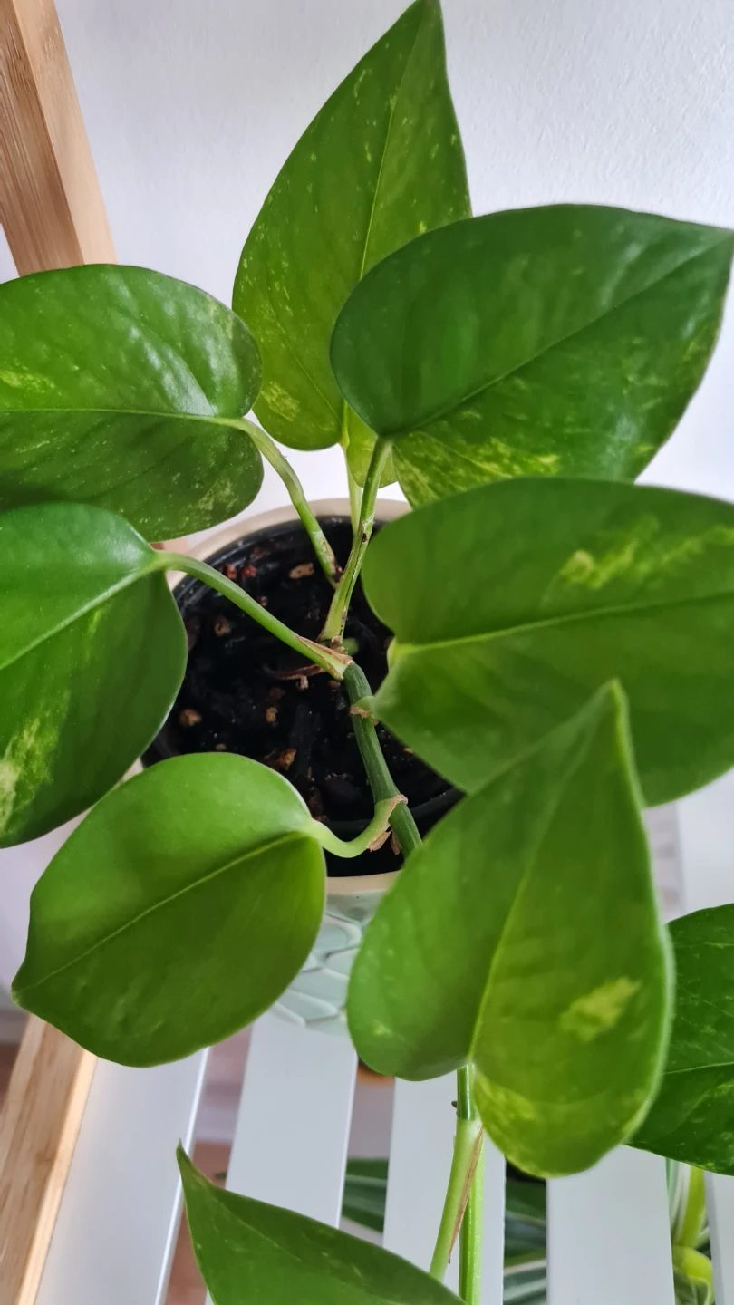 Healthy Rooted Golden Pothos! Easy Care Houseplant - photo 3