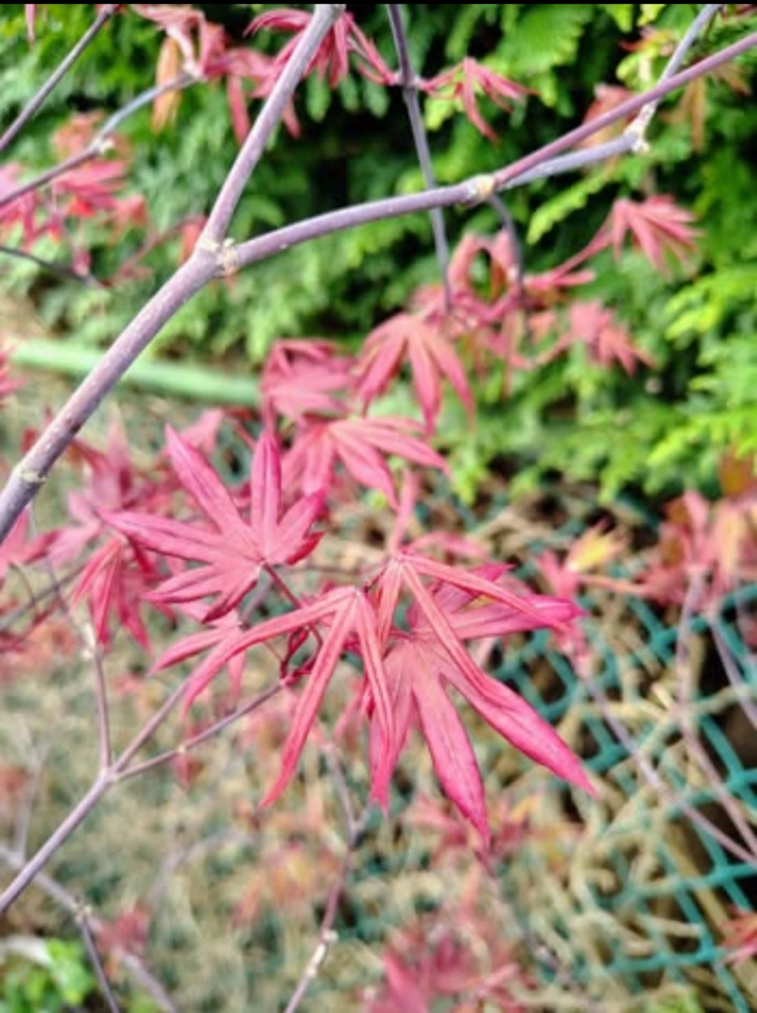 Emperor Japanese Maple Tree – 5'8" Tall - photo 3
