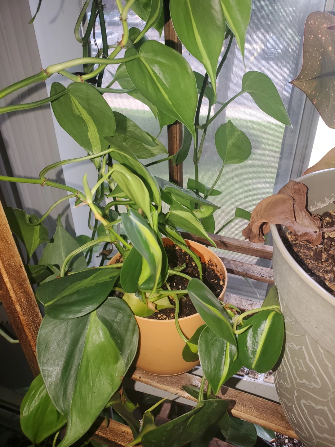Birkin  Philodendron Plant