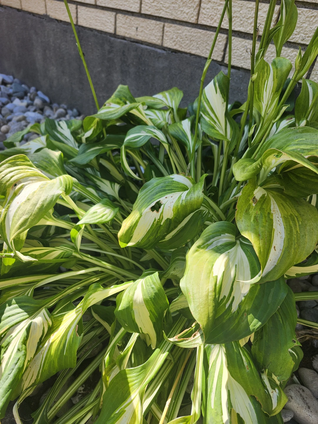 Variegated Hosta Plant - photo 3