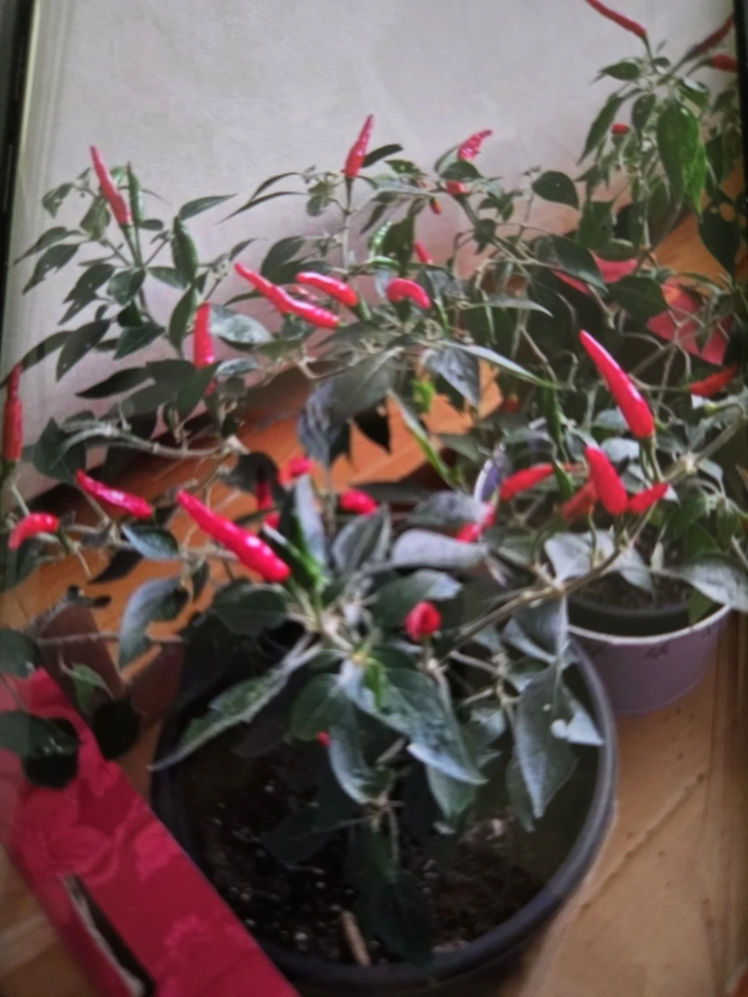 Japanese Chili Pepper Plant - photo 2