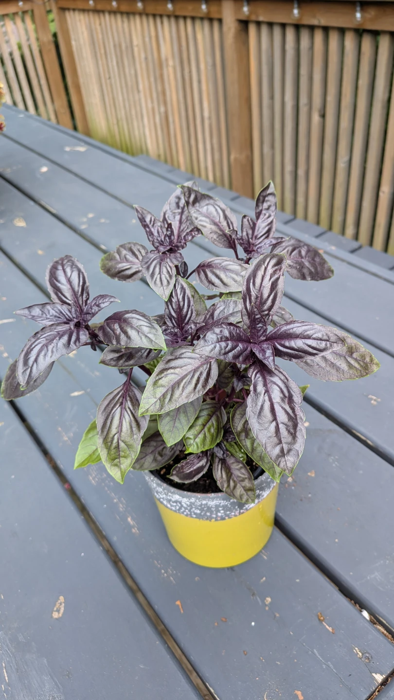 Purple Basil