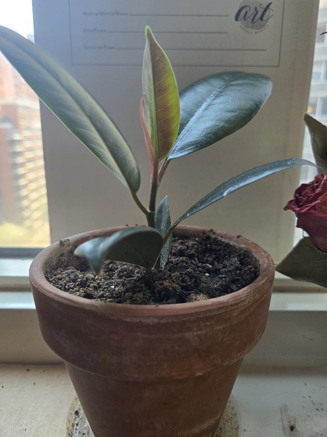 Rubber Plant Sapling in Terracotta Pot - photo 4