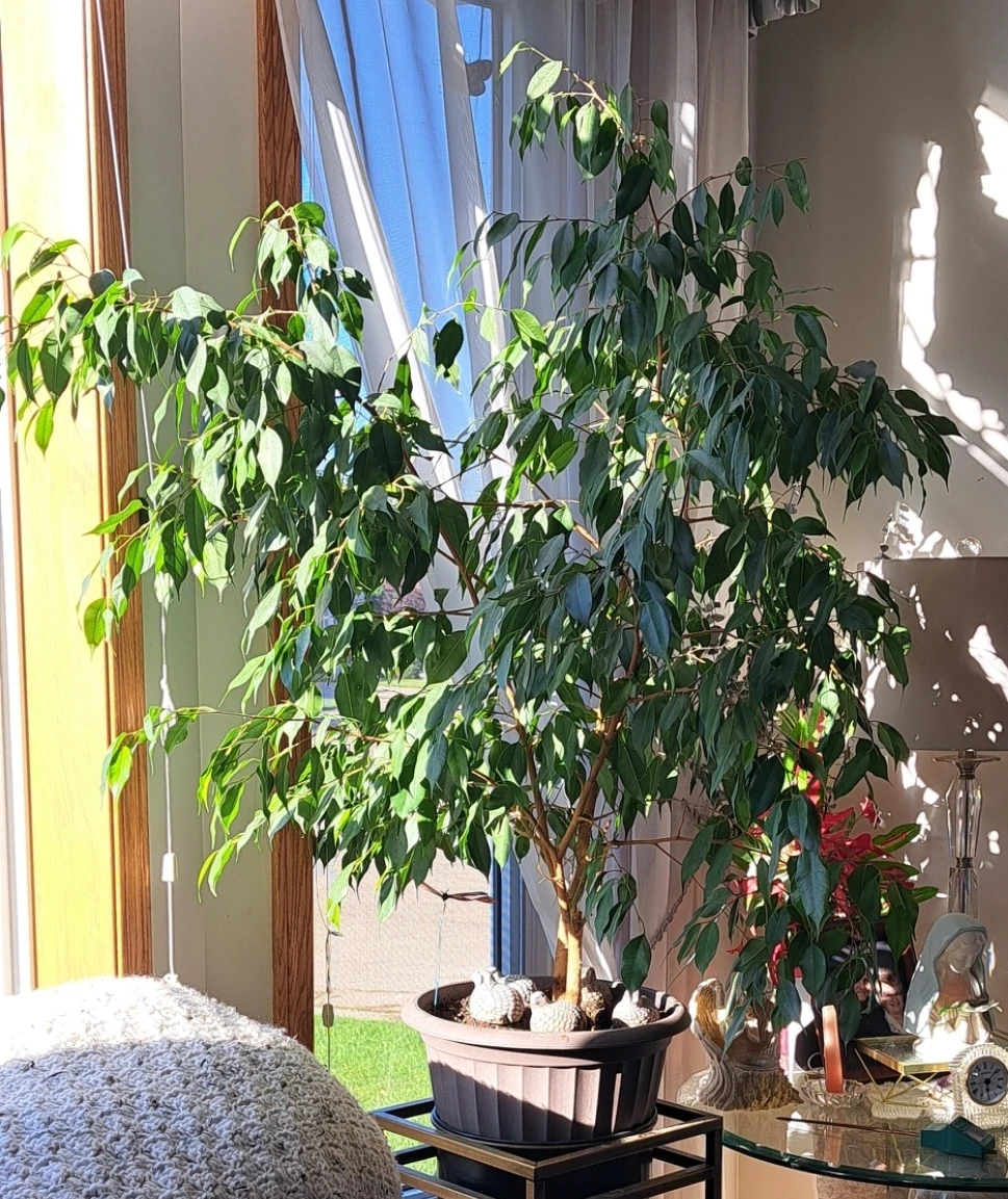 Ficus Tree