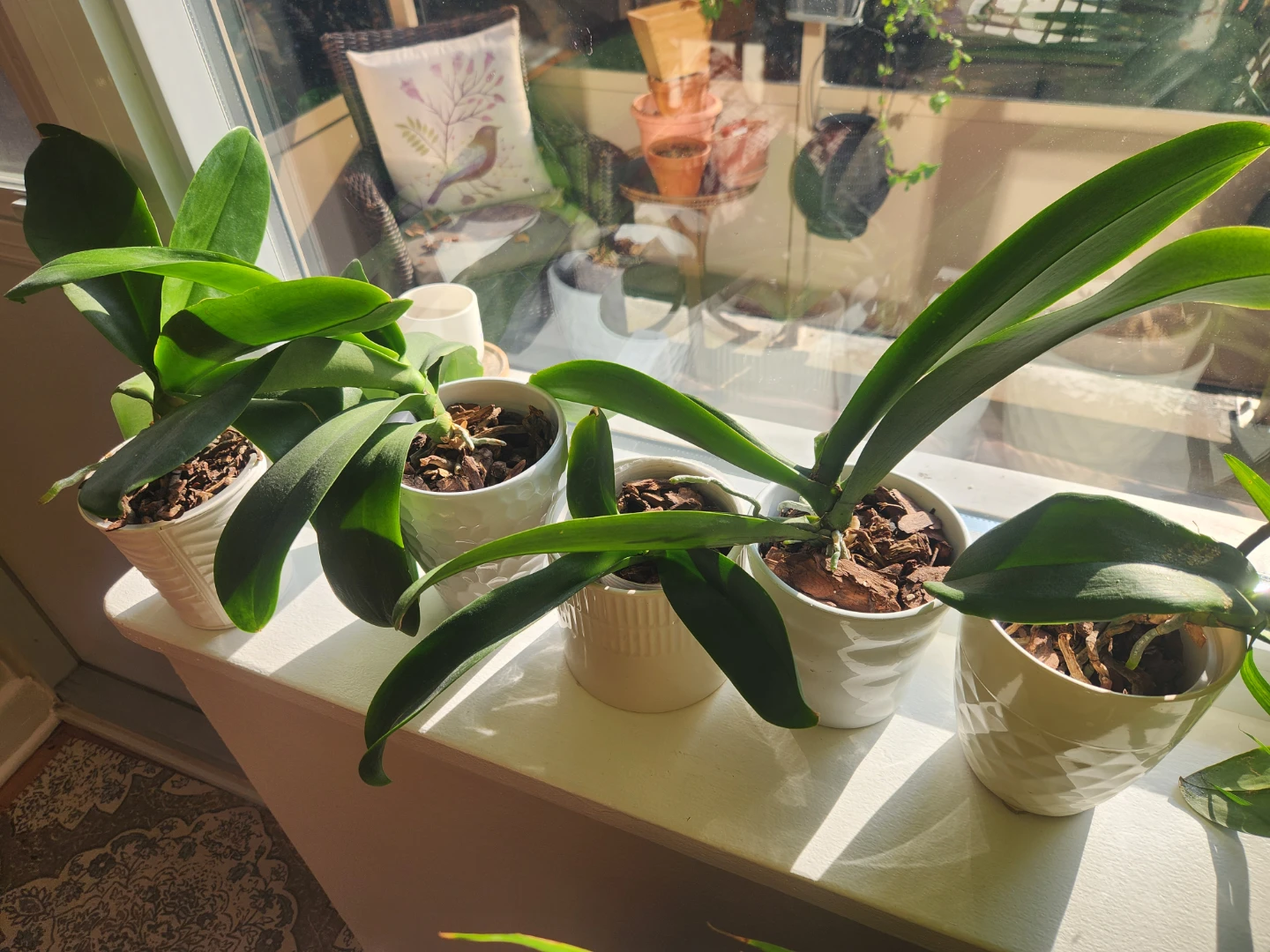 Phalaenopsis Orchid Plants in White Pots