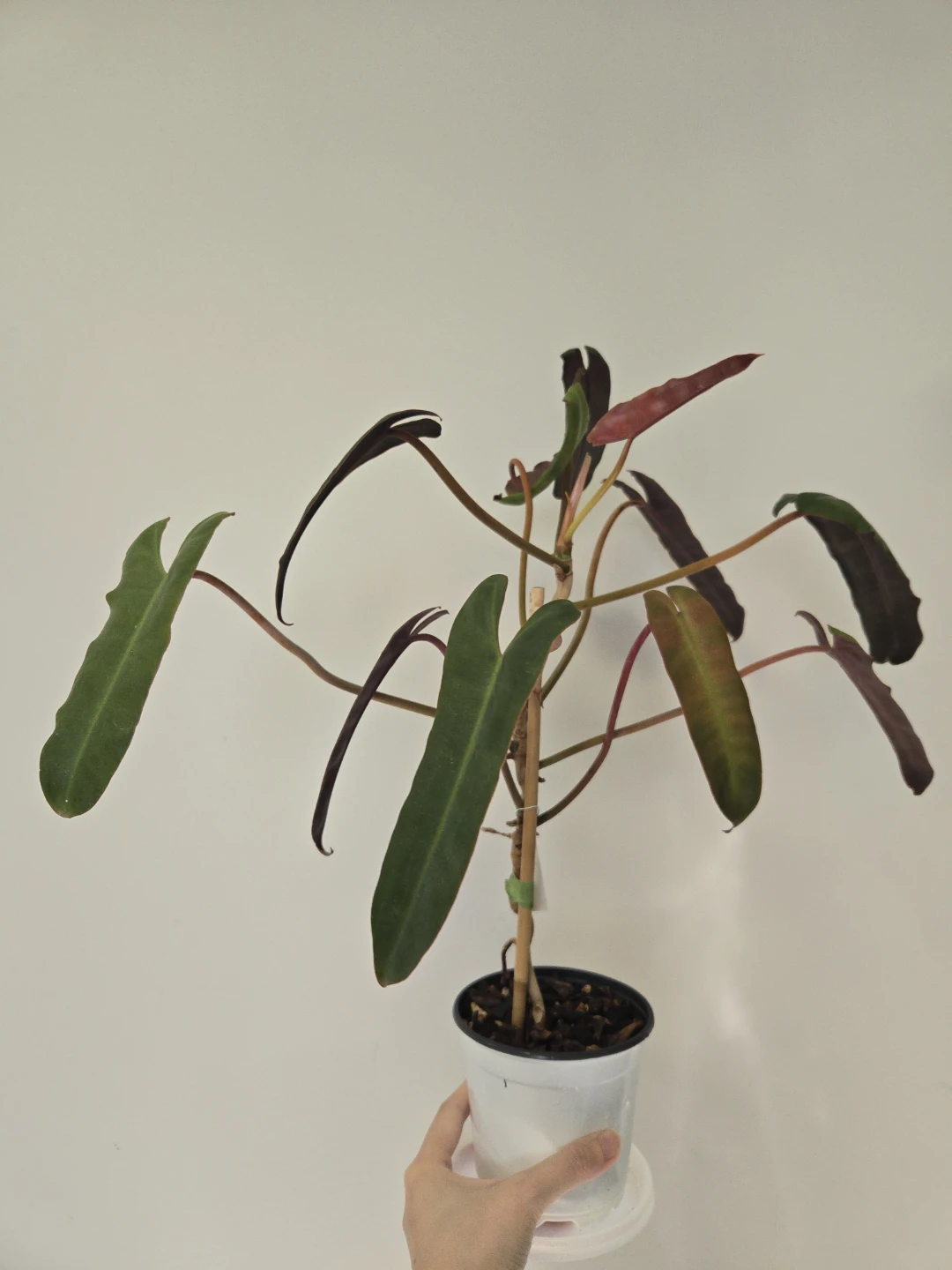Philodendron Atabapoense