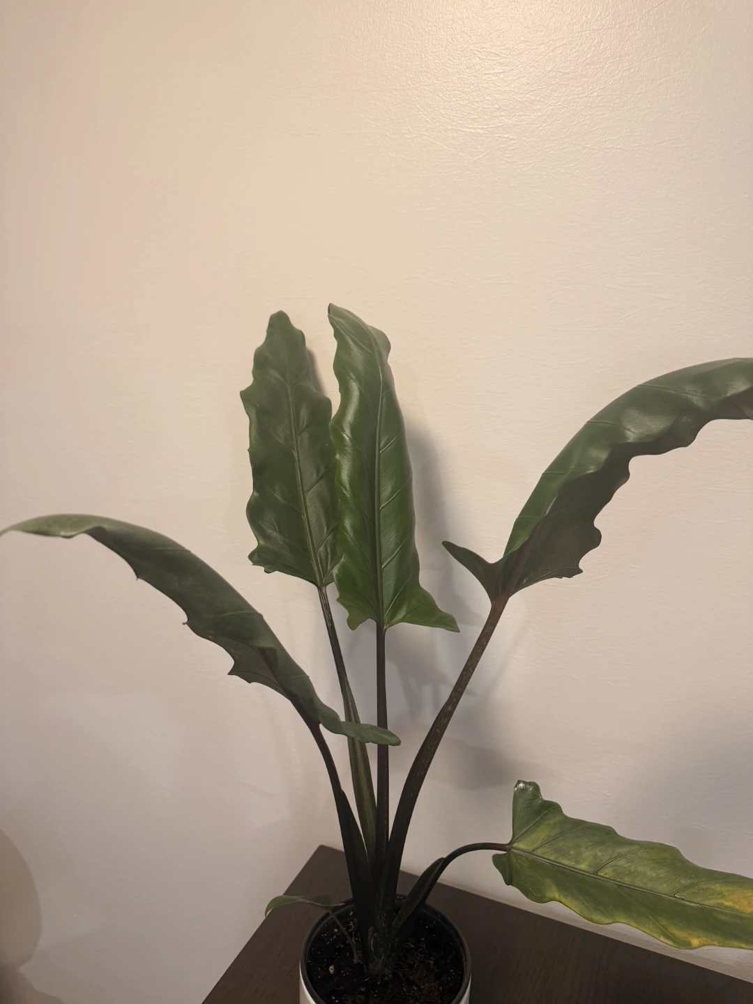 Alocasia Lauterbachiana Plant - photo 2