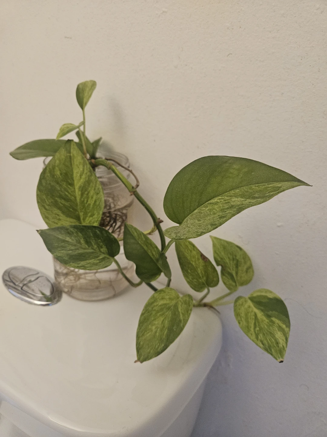 Pothos Plant Cutting in Water