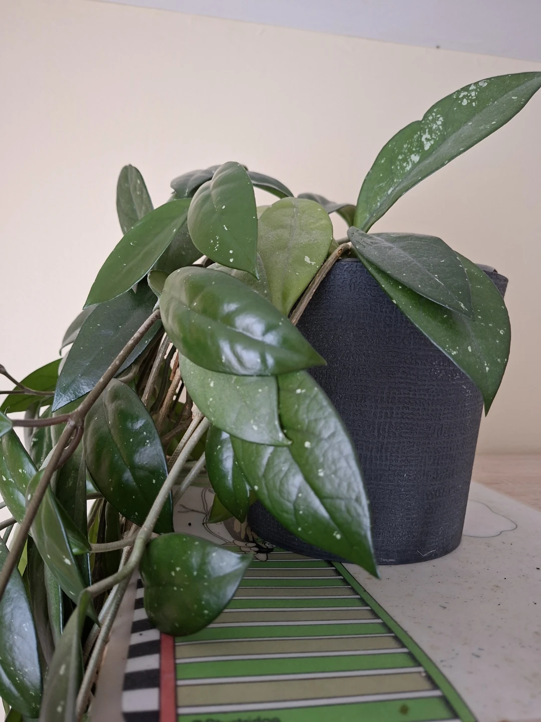 Hoya Carnosa Plant - photo 2