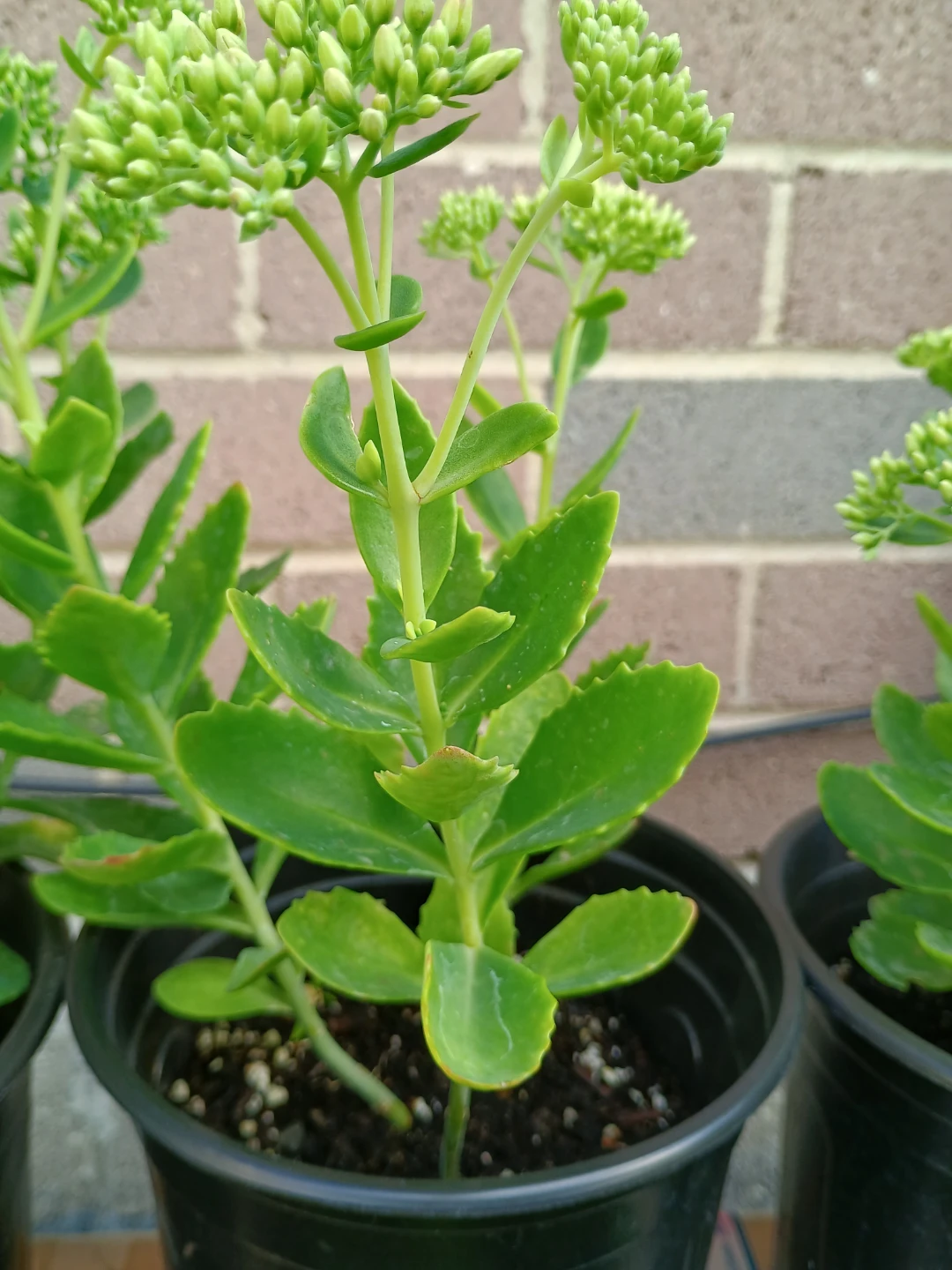 Sedum plant in black pot (autumn joy) - photo 2