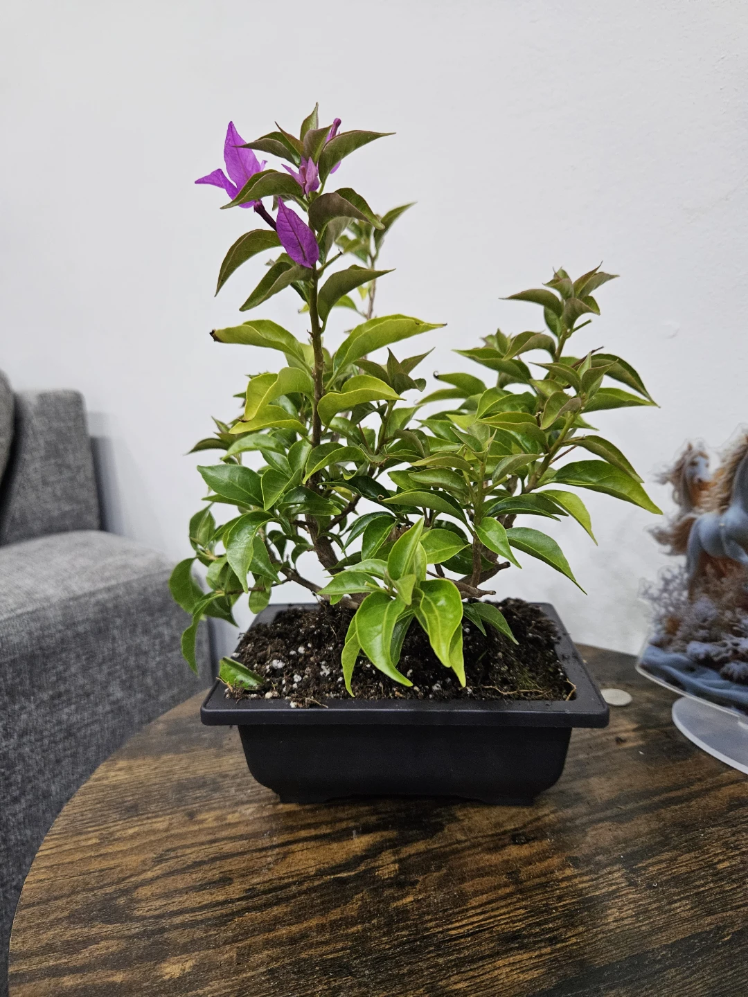 Flowering Bougainvillea Bonsai Plant - photo 2