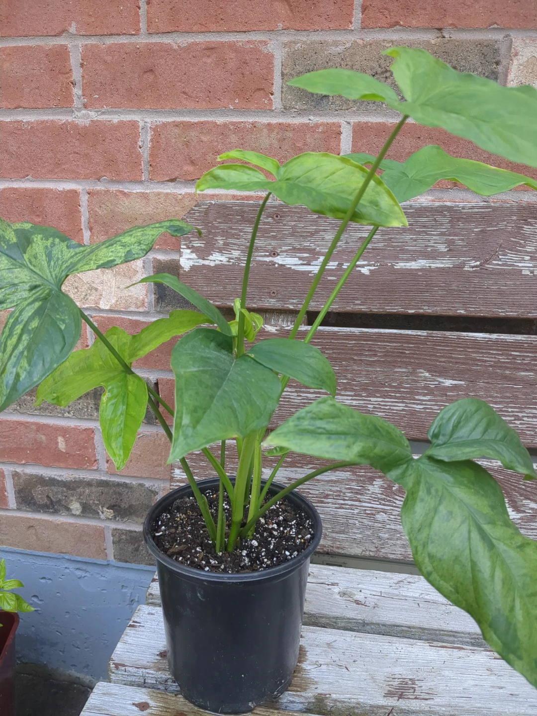 Variegated Syngonium Plant