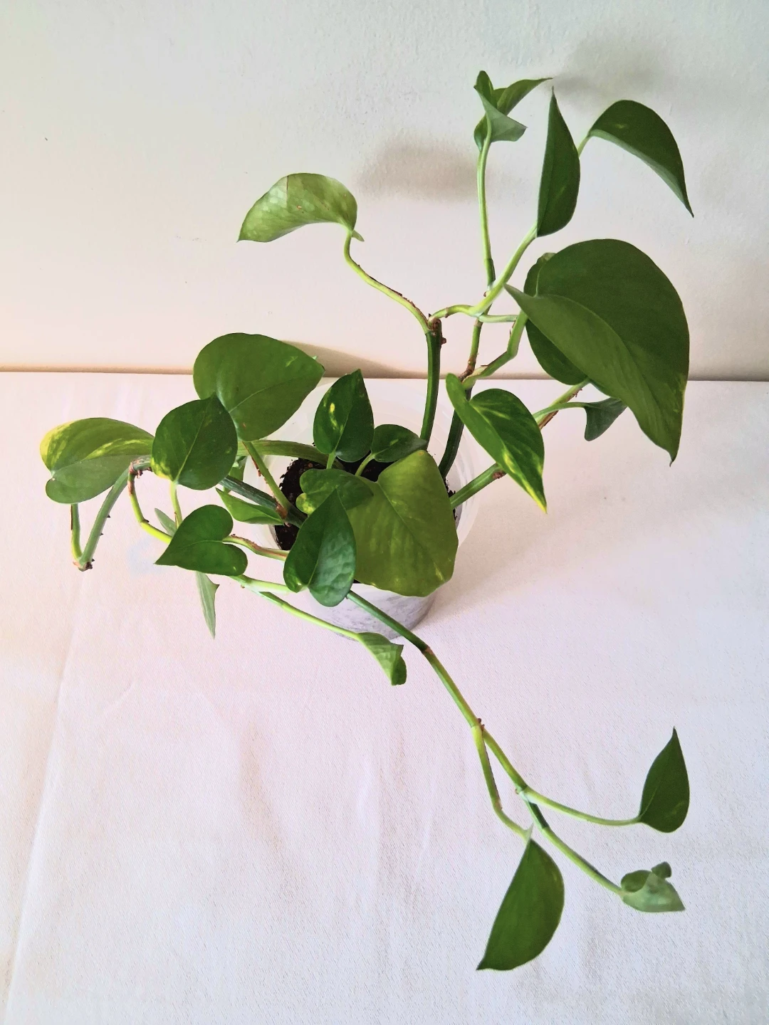 🌱 Golden Pothos 🌻 - photo 2
