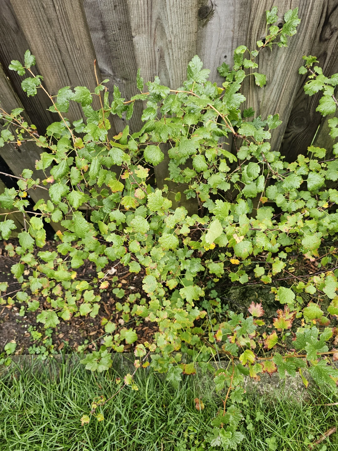 Established gooseberry  bush