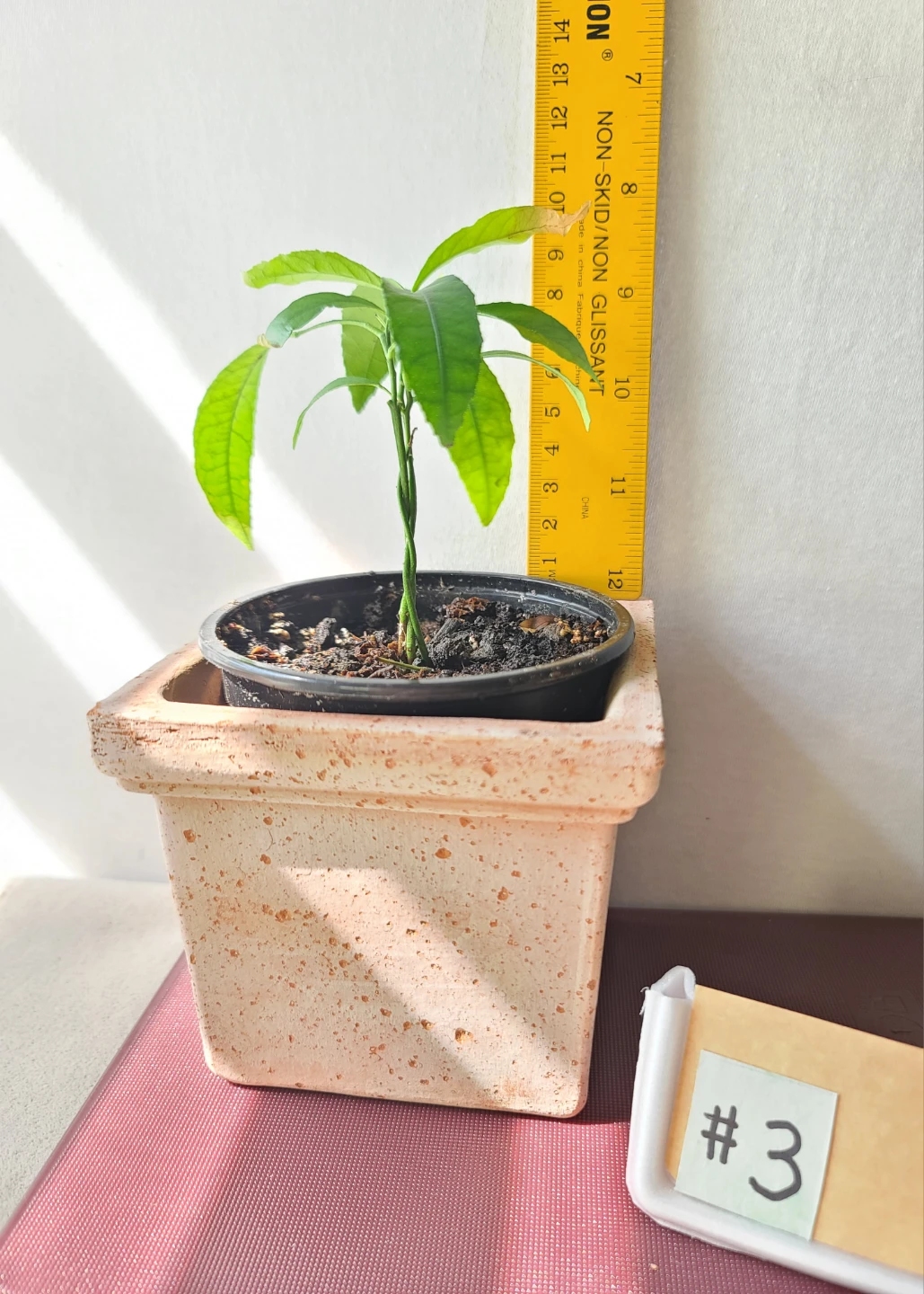 Artistic Homegrown Potted Orange Trees (Set of 4) —  $30 for all - photo 5