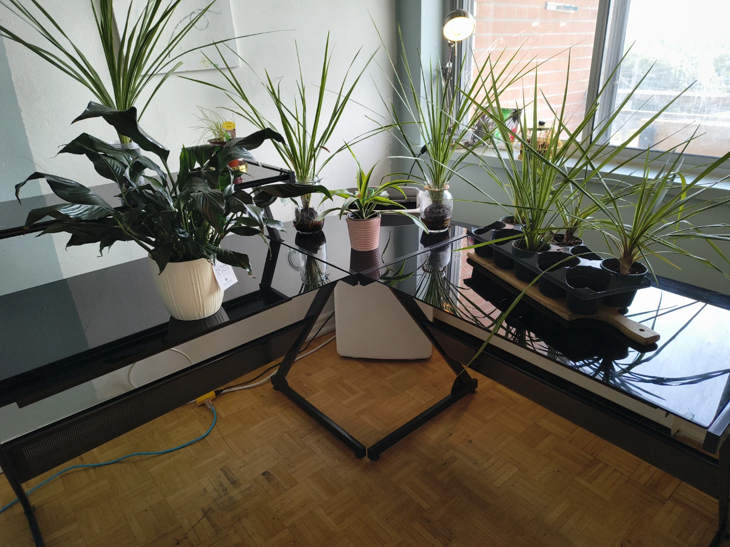 Assorted House Plants in Decorative Pots