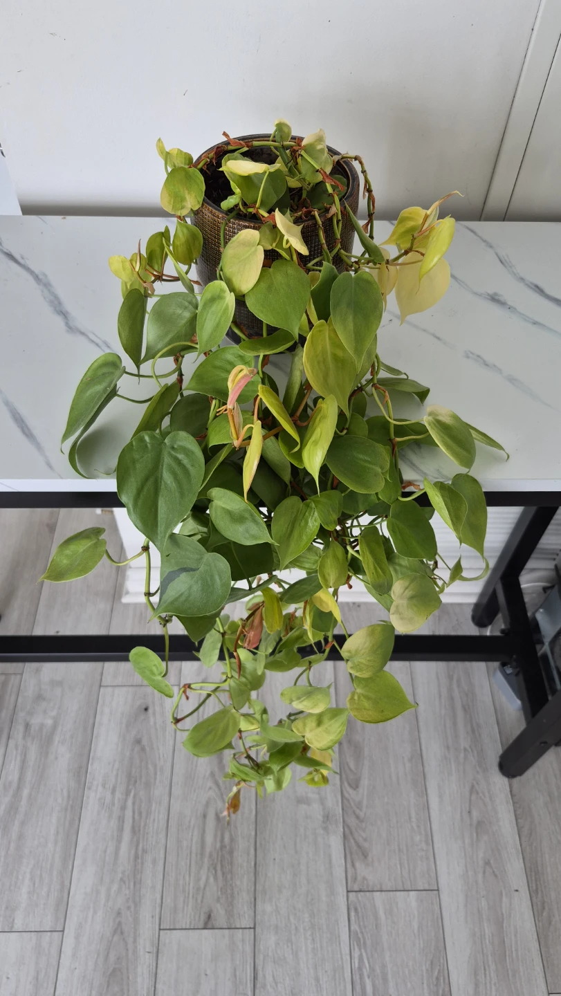Selling plants. Healthy. New shoots. - photo 4