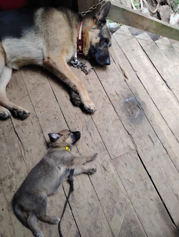 Looking for good Homes  for 6 to 8 week old pups - photo 4