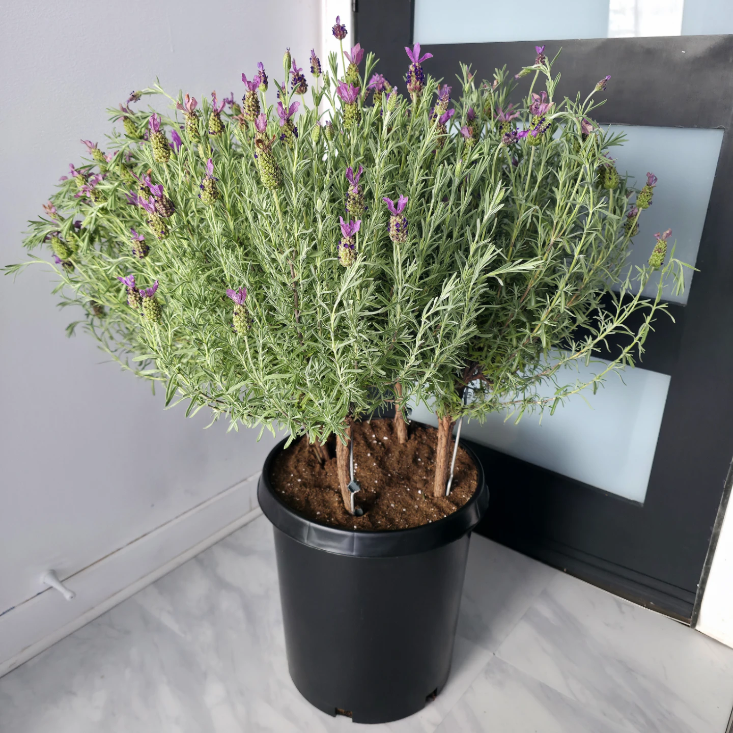 2ft Lavender Tree in a 14" inch planter pot | ✅️ Local Delivery