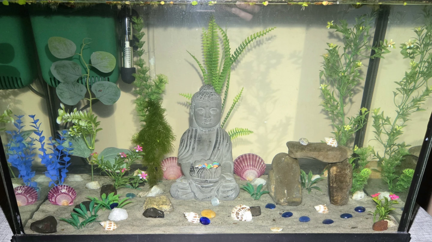 Fish Tank 20 Gal EVERYTHING INCLUDED