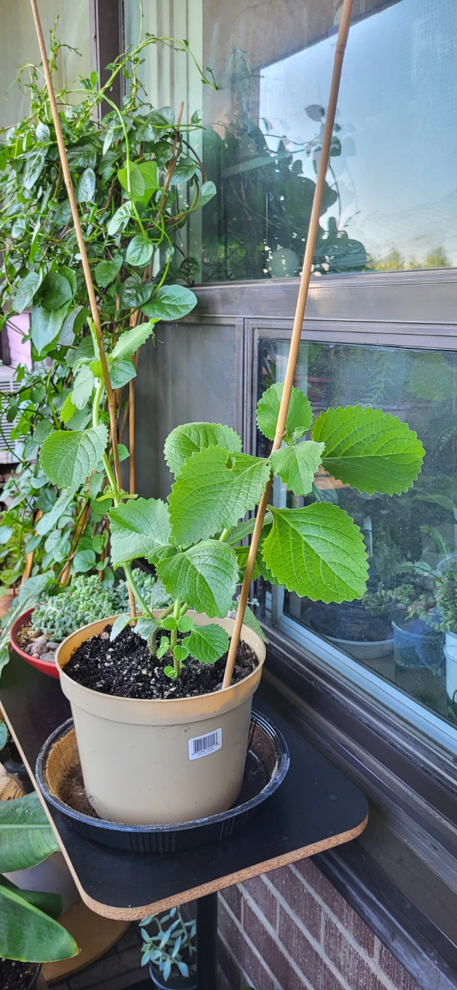 Mexican Mint/ Tần dày lá - photo 4
