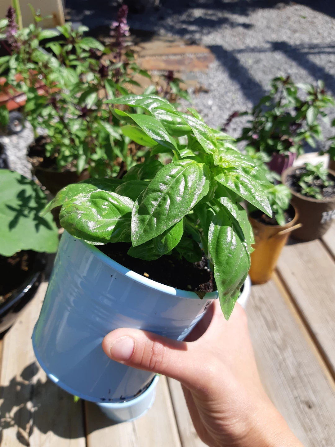 Lush and healthy scented basil - photo 3