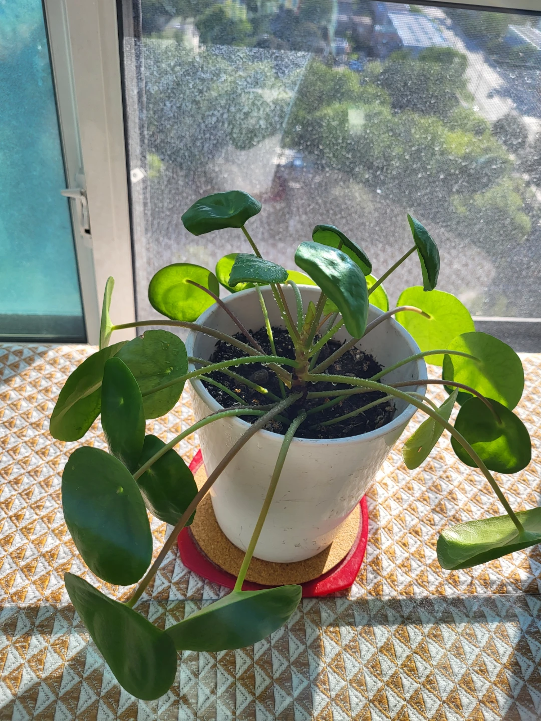Pilea Peperomioides Plant