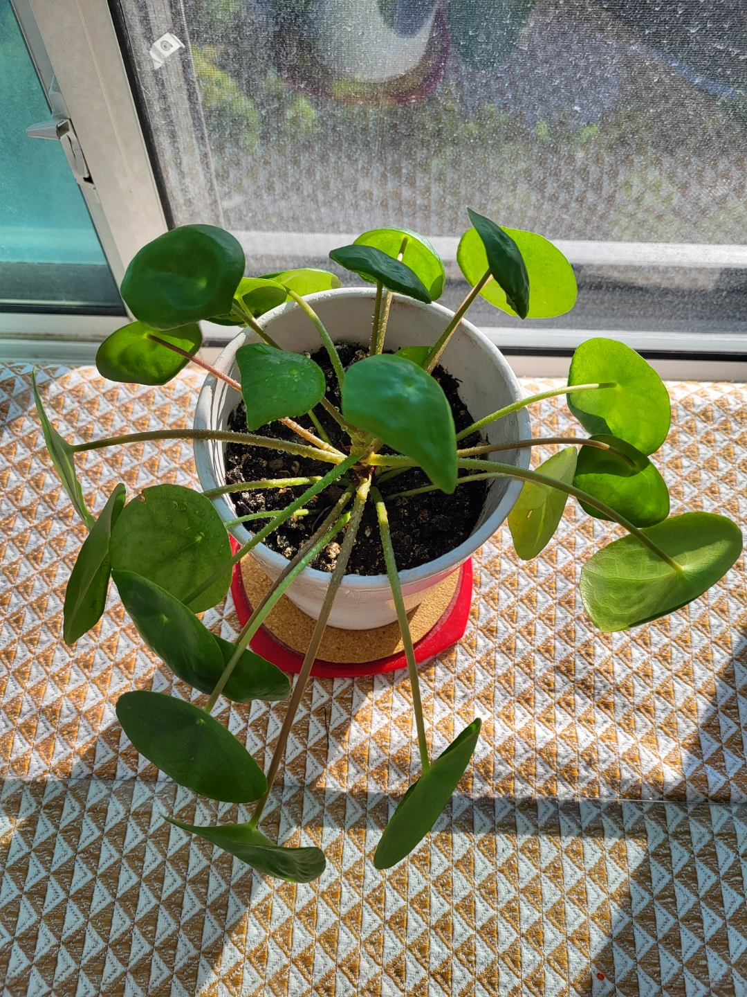 Pilea Peperomioides Plant - photo 3