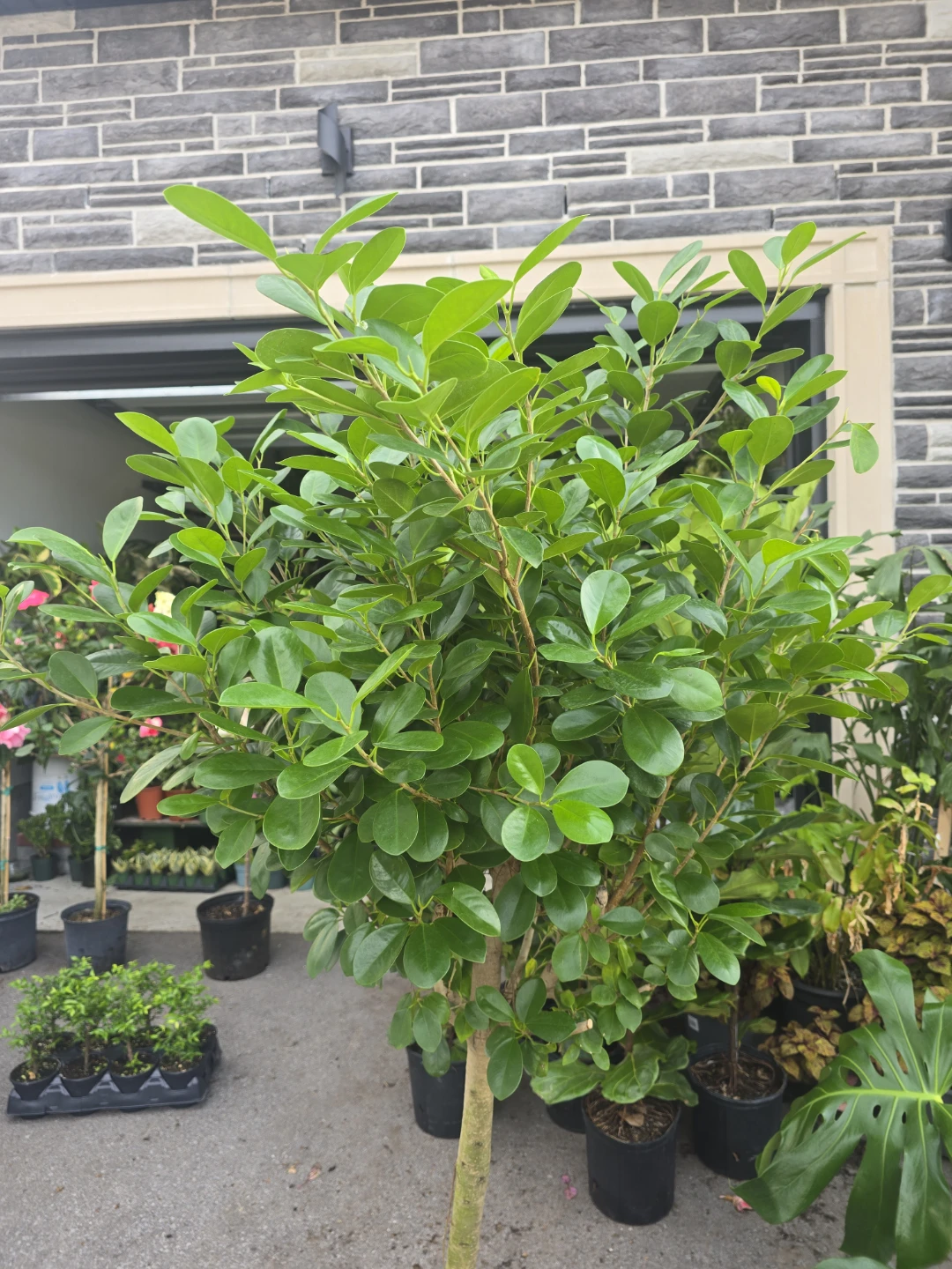 Ficus  moclame  14"pot - photo 5
