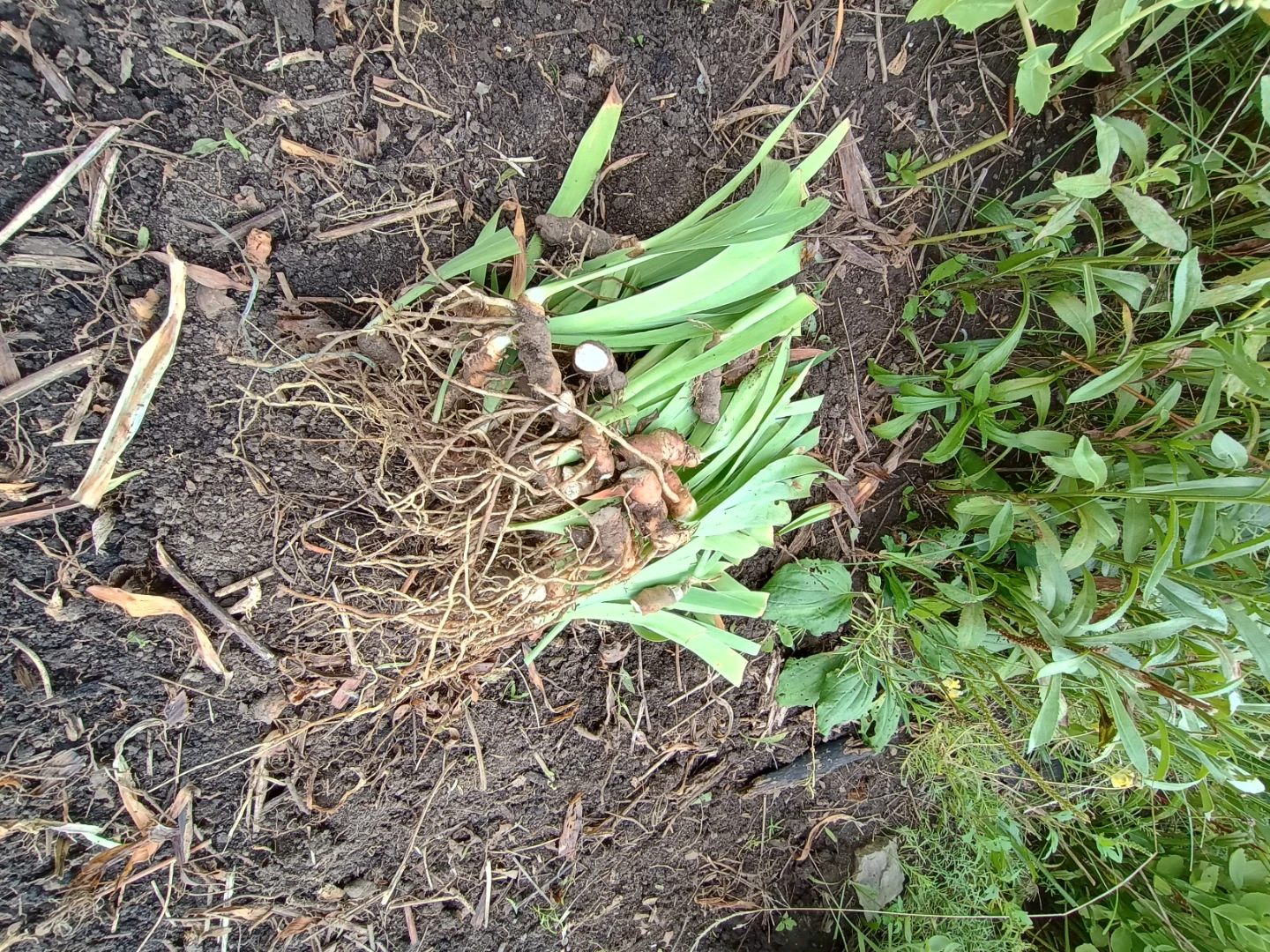 Iris Rhizomes for Planting - photo 3