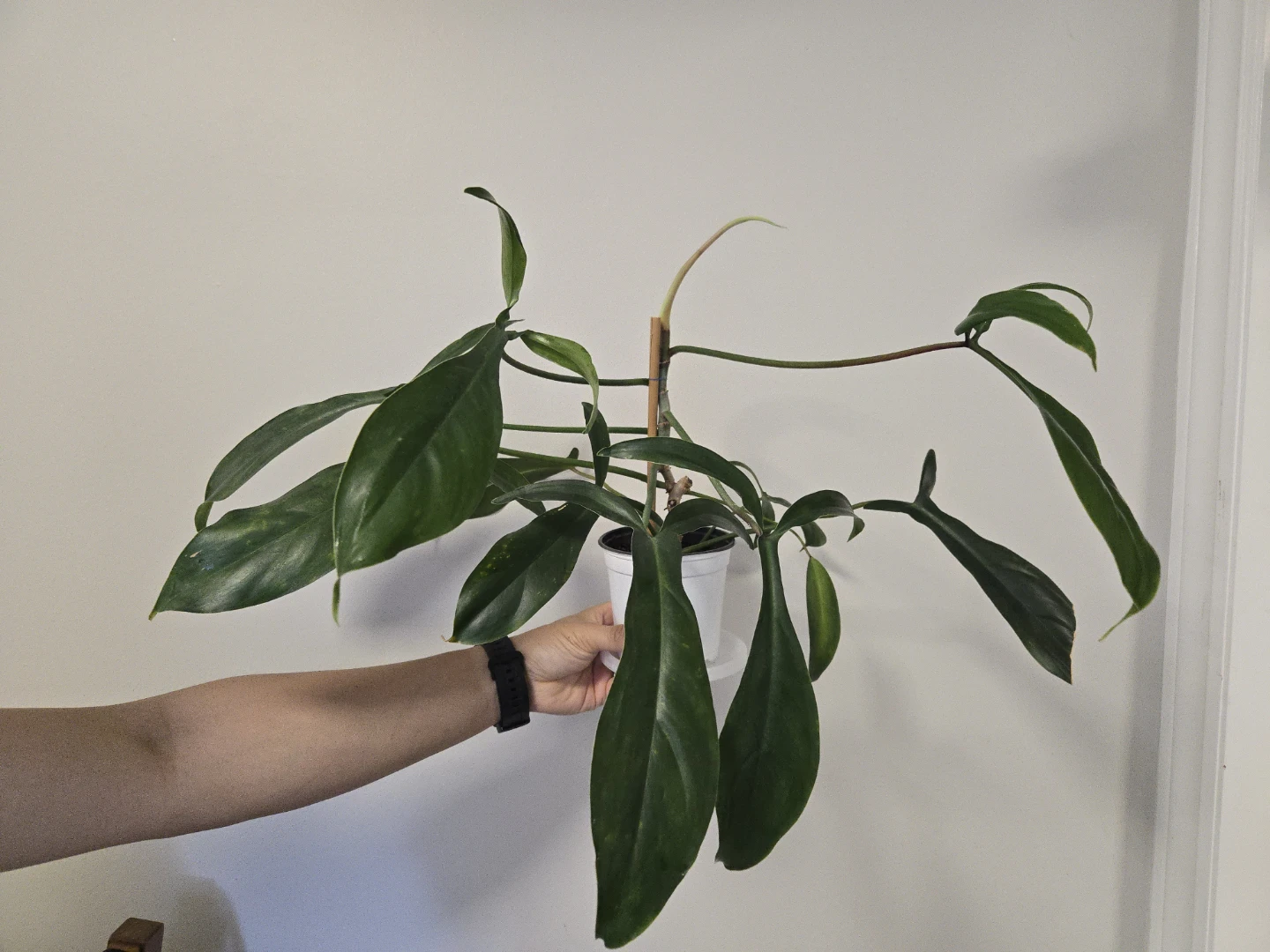 Philodendron 69686 in 4.3" pot A