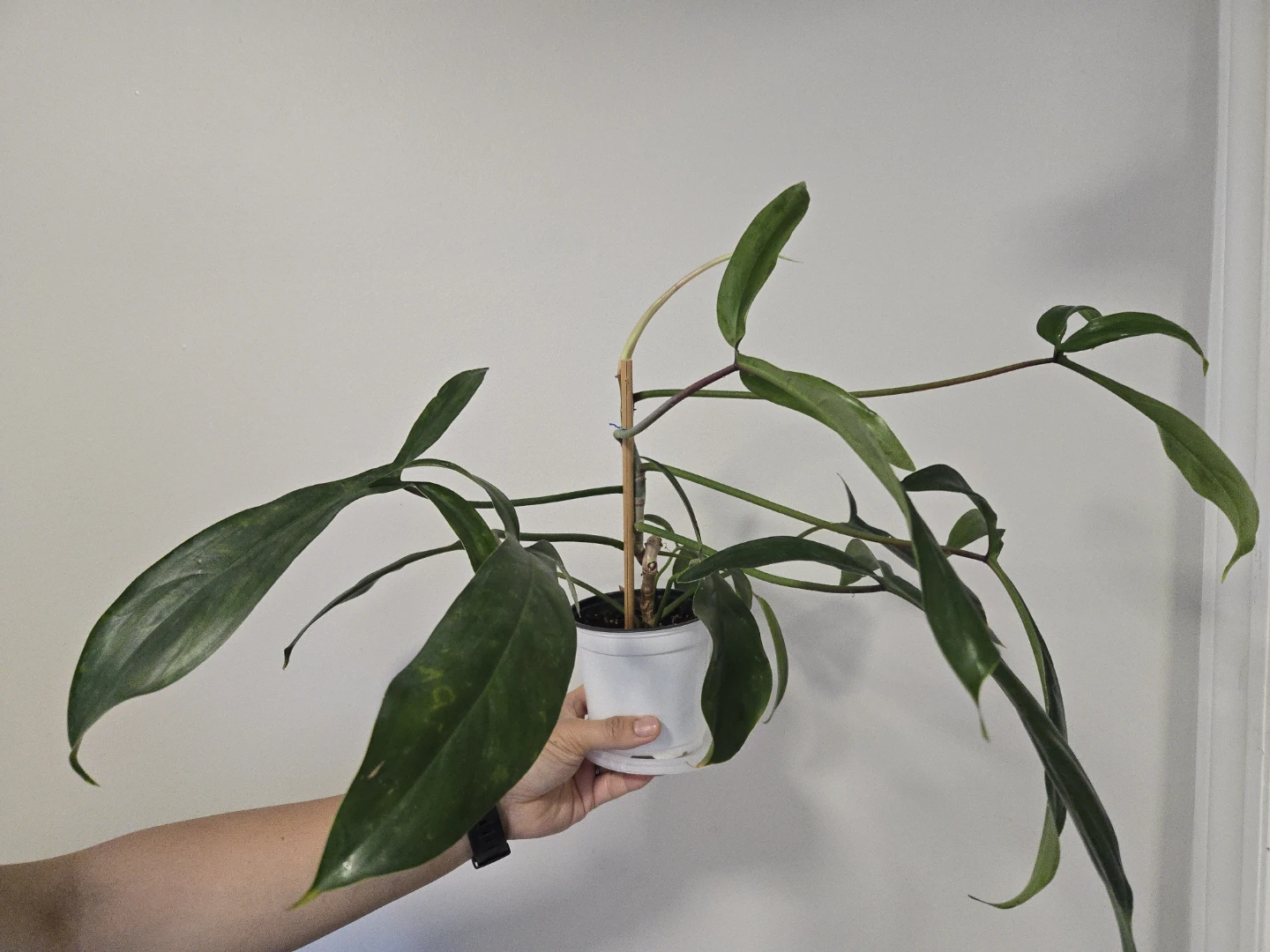 Philodendron 69686 in 4.3" pot A - photo 2