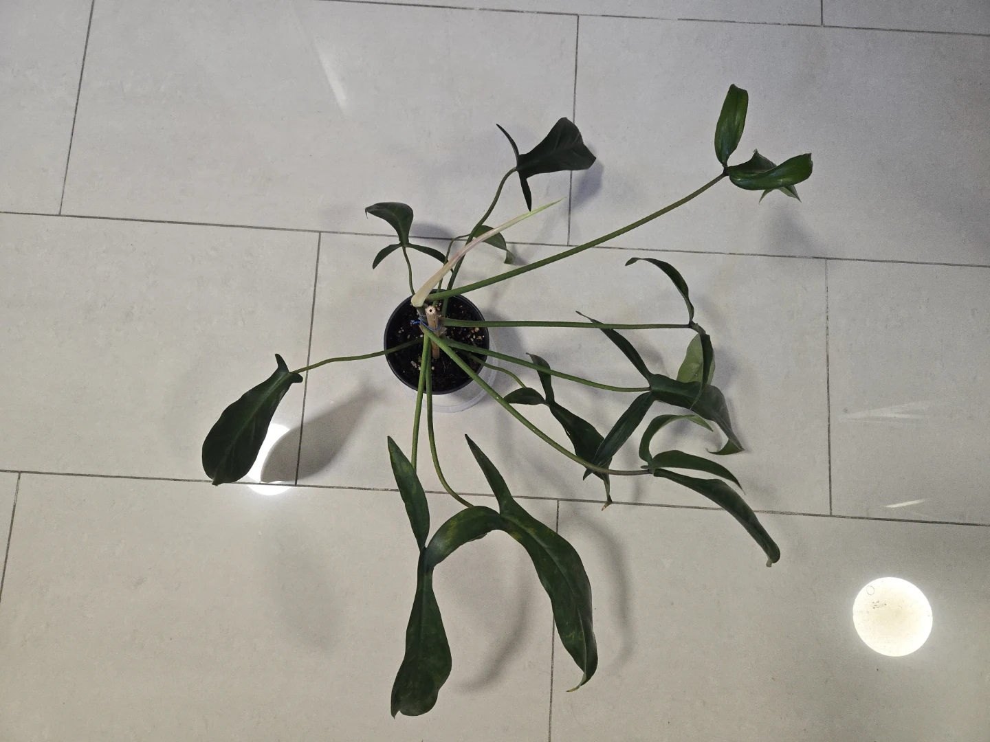 Philodendron 69686 in 4.3" pot A - photo 3