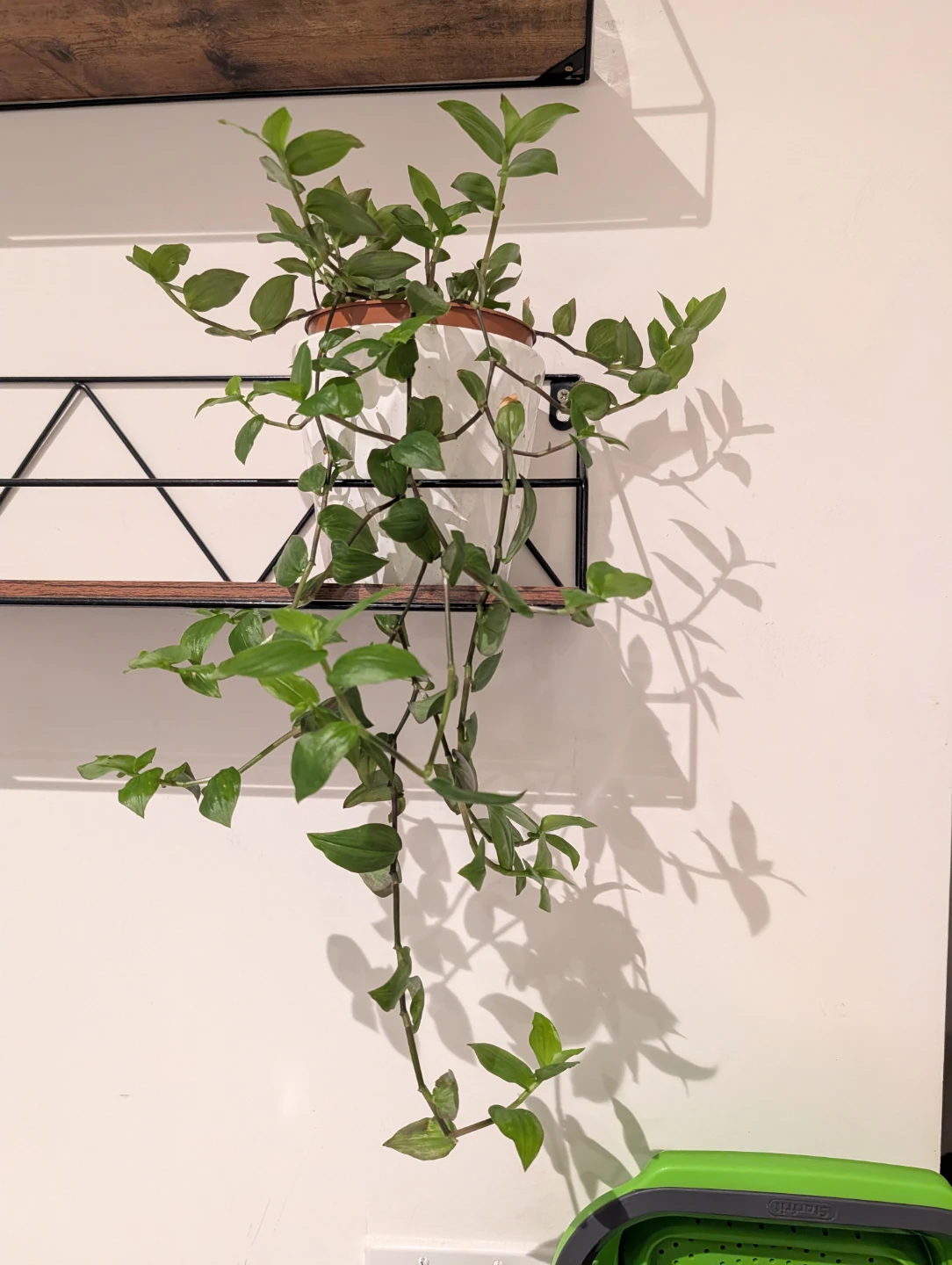 Hanging Plant with vines