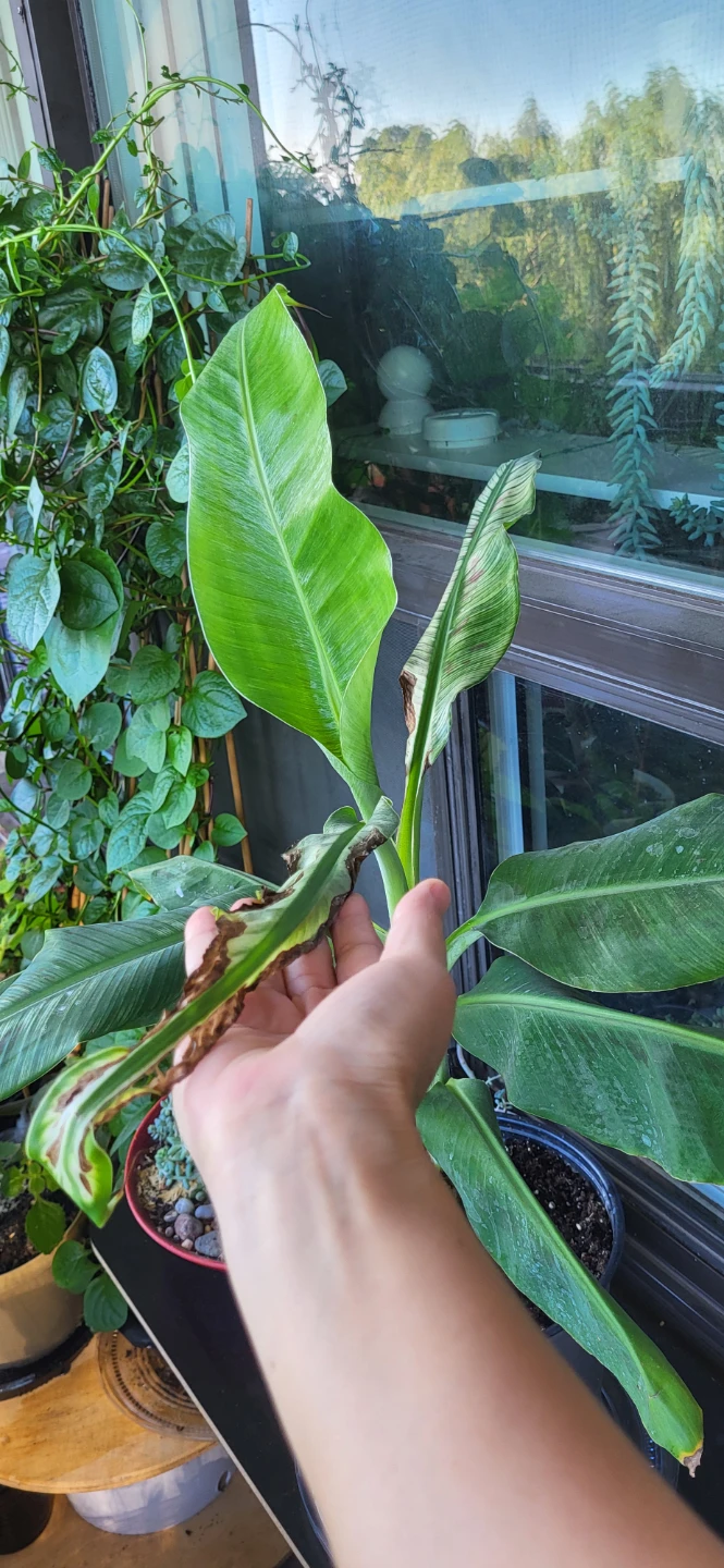 Banana Plant ( please read) - photo 5