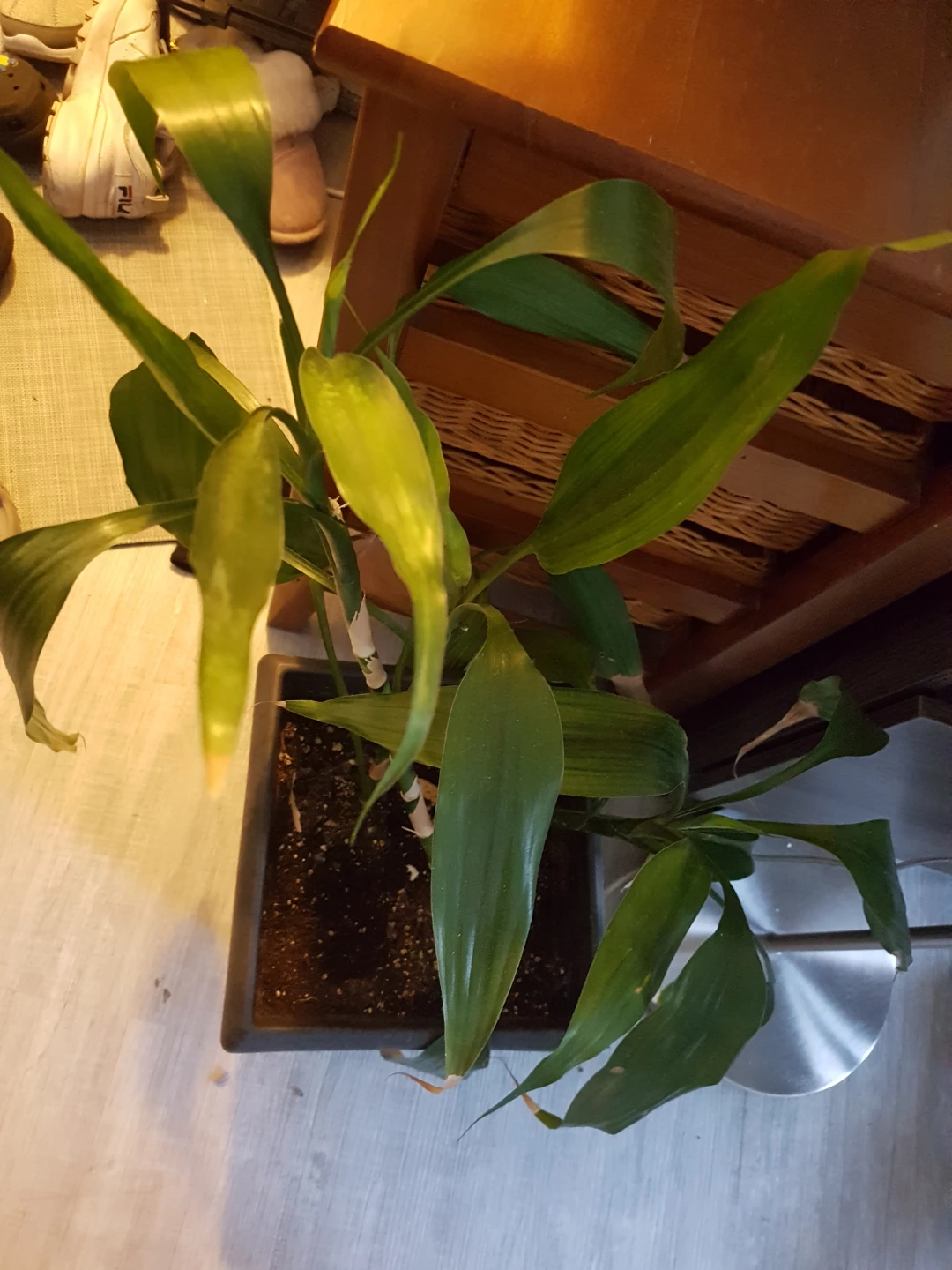 Lucky Bamboo Plant - photo 5