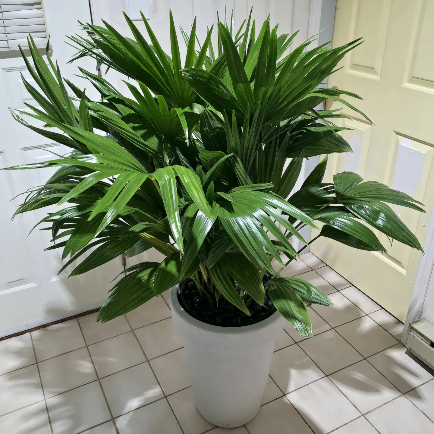 4.5ft Chinese Palm Plant in White Pot | ✅️ Delivery Available