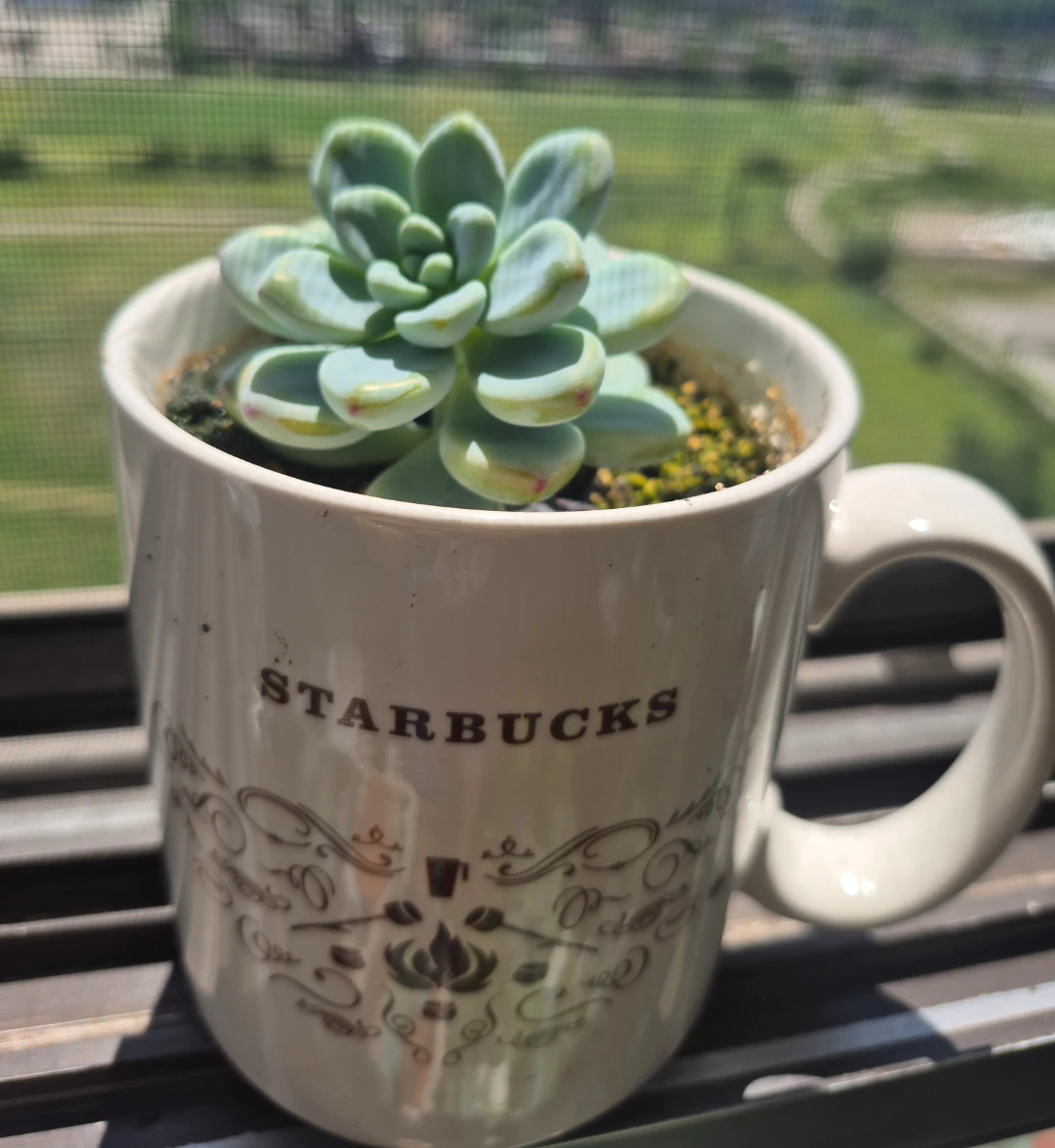Succulent Plant in Starbucks Mug