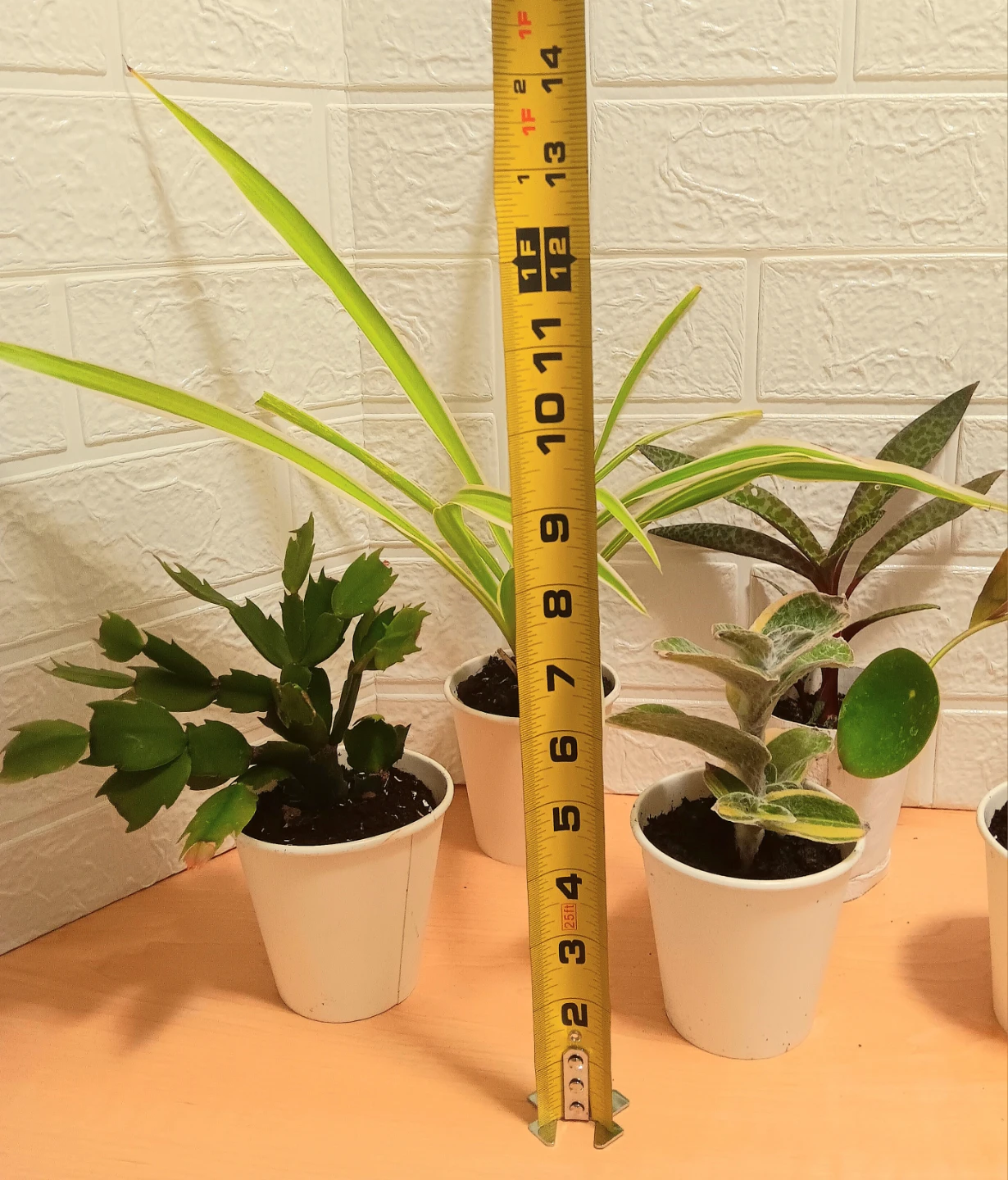 🪴Assorted Houseplants Bundle🪴 - photo 4