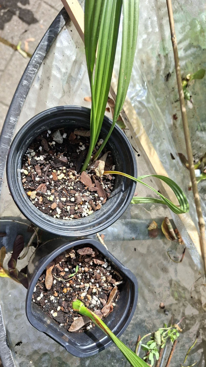 🌴 Young Date Palm Plant 🌴