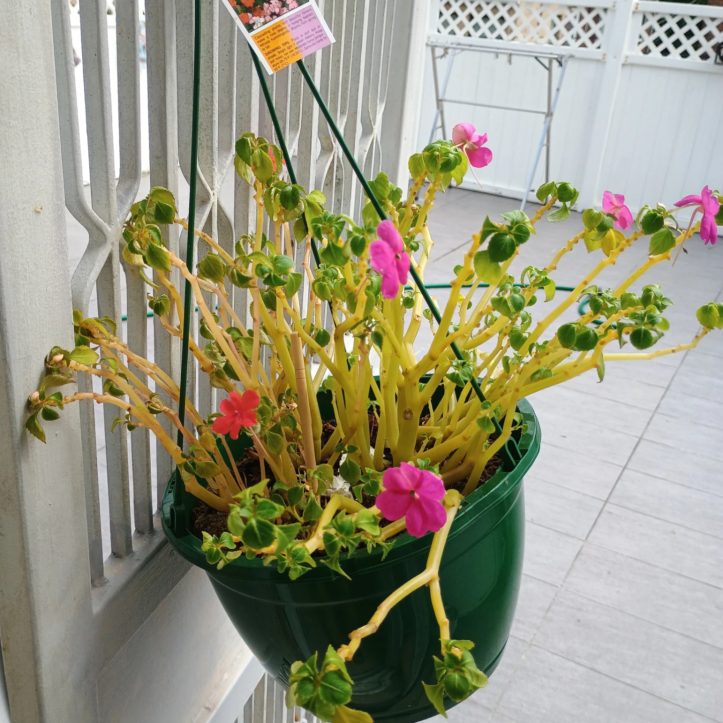 Impatiens Hanging Basket Plant - photo 4
