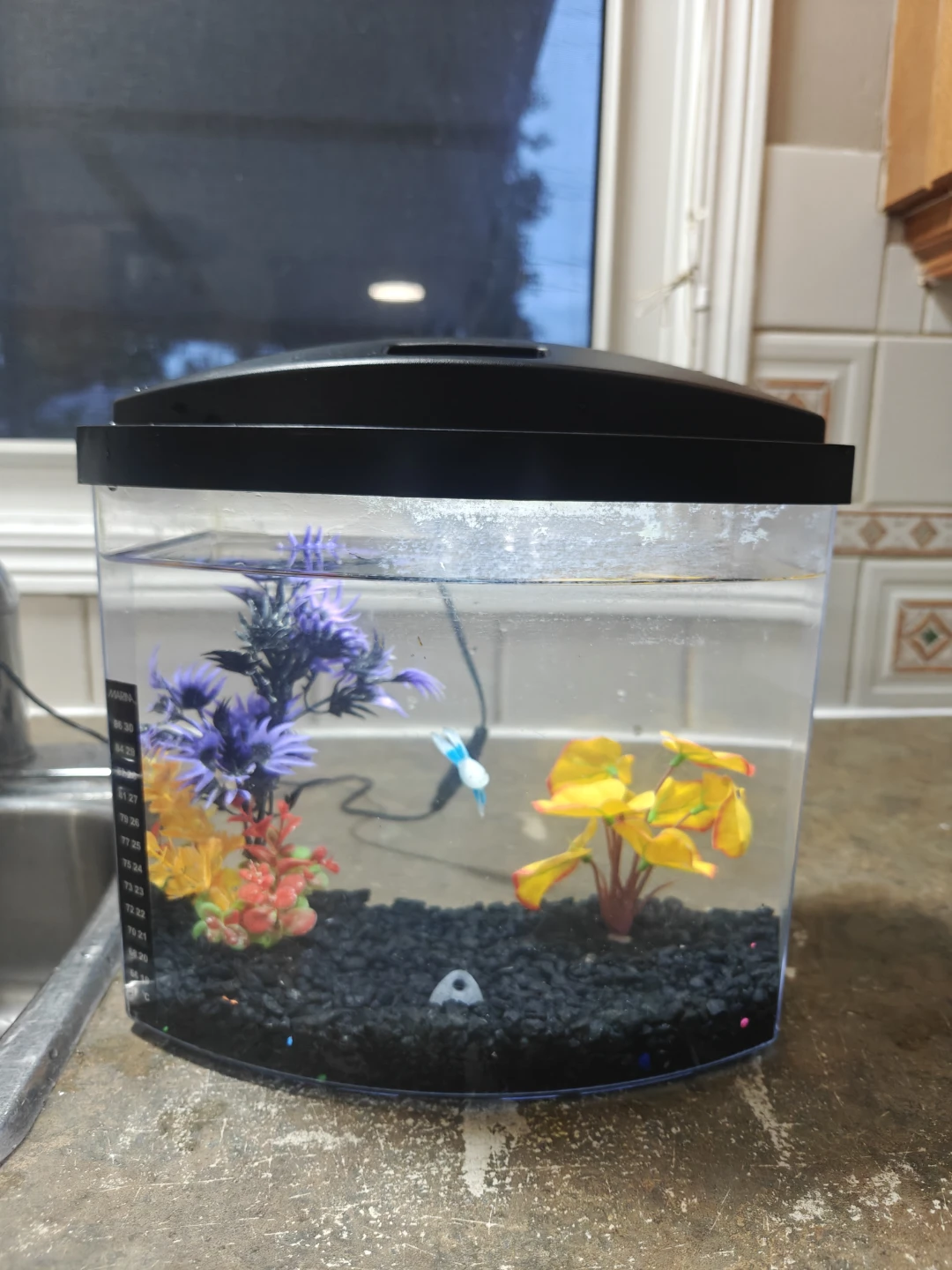 Beta tank for sale - photo 2