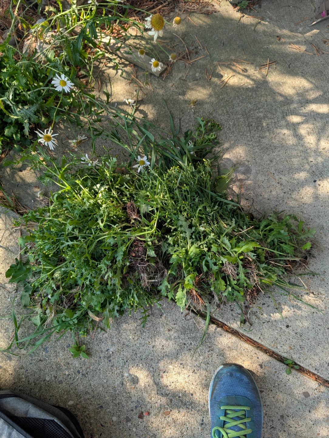 Gardening Services - photo 4