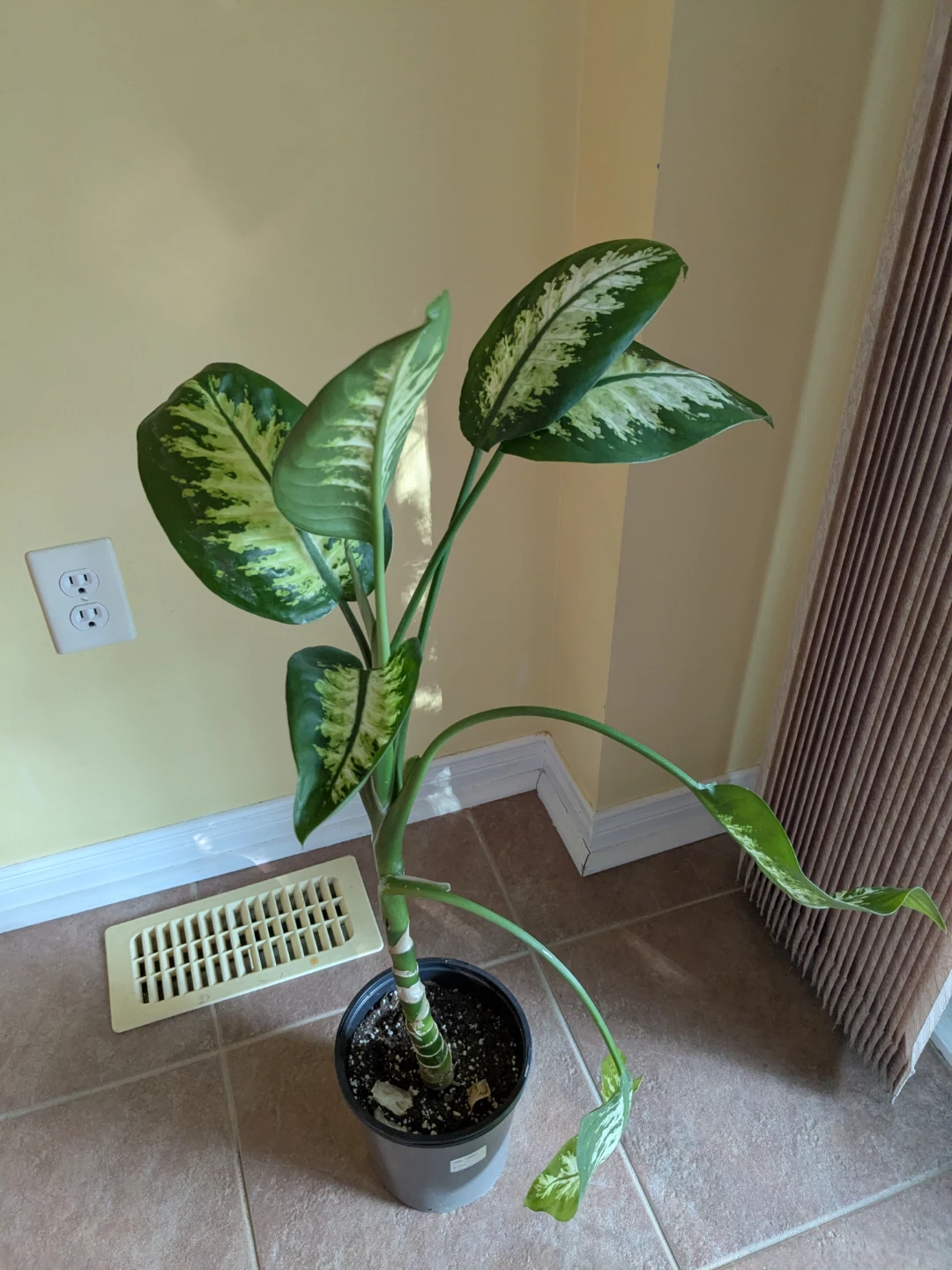 Dieffenbachia (Dumb Cane) Plant
