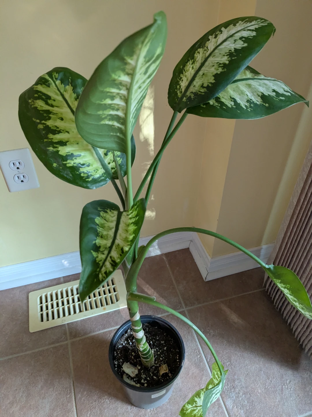 Dieffenbachia (Dumb Cane) Plant - photo 2