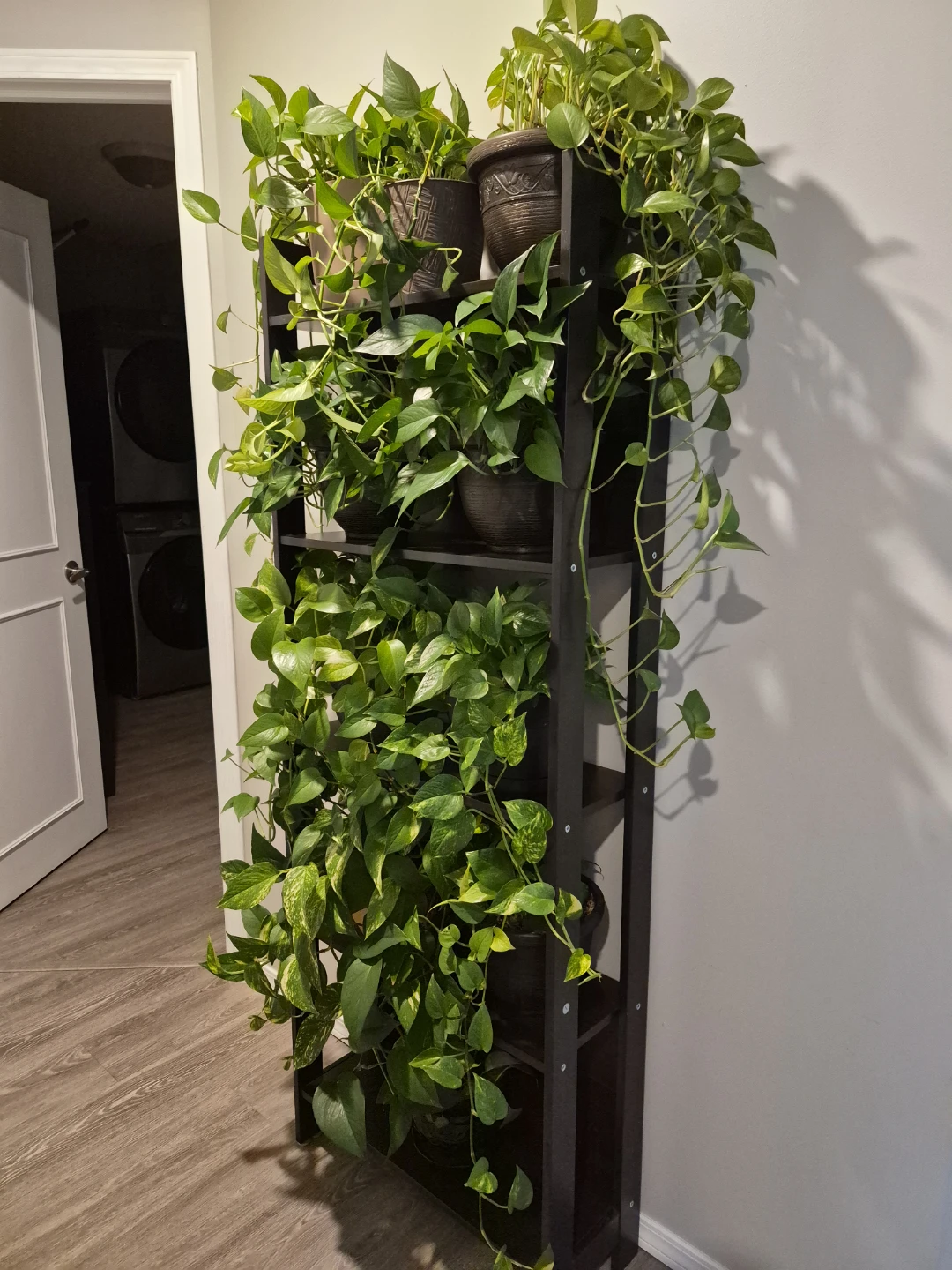 Real pothos plants - Various sizes - photo 2