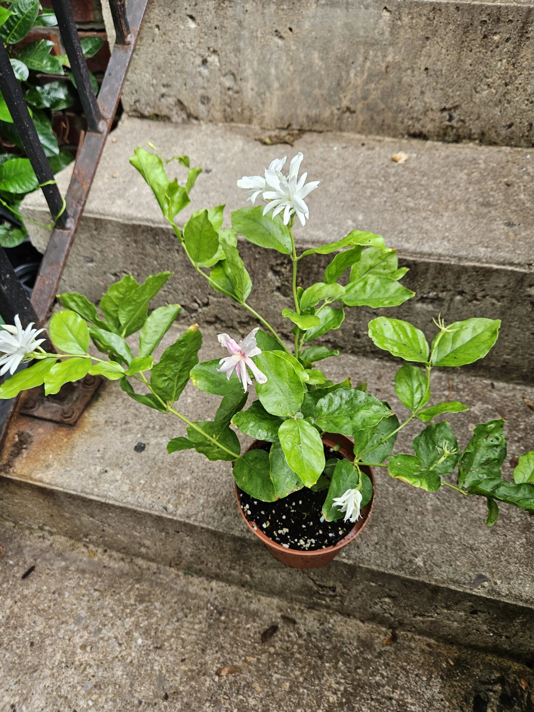 Potted Jasmine Plant - photo 3