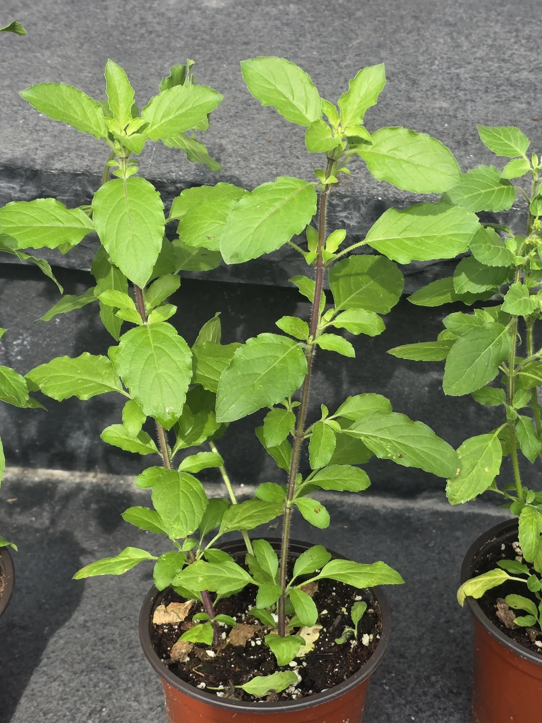 Holy Basil plant (Tulsi)